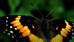 10 САМЫХ БОЛЬШИХ НАСЕКОМЫХ НА ПЛАНЕТЕ