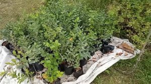 Посадка голубики, альтернатива кислому торфу и проблема с кустами