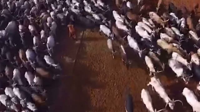 New video - Raaiya serigne bamba - Ibrahima Lahi ibn Serigne Cheikh Mbacké Lahi смотреть онлайн