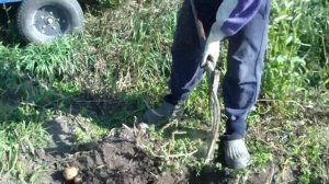 Удобные вилы для копки картошки Ролик 26