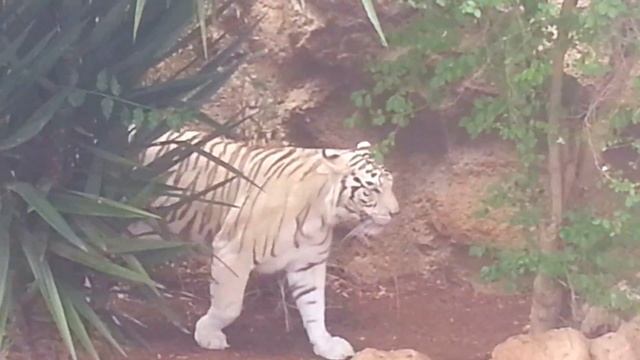 Тигр Альбинос.Лоро парк в городе Санта Круз де Тенерифе.Канарские острова смотреть онлайн