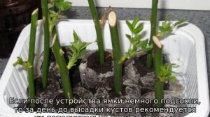 Плетистая роза: посадка и уход в открытом грунте