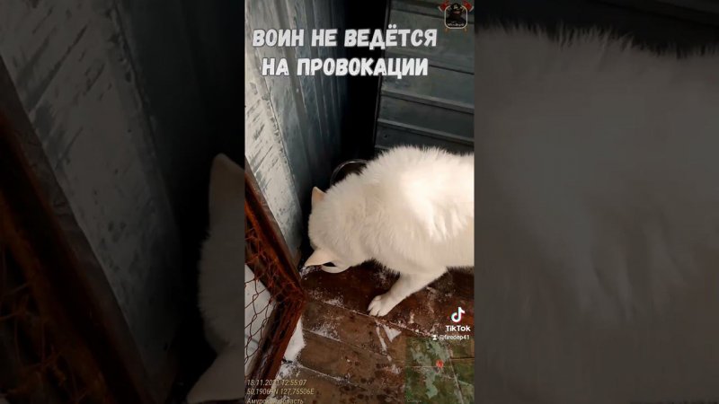 Воин не ведётся на провокации! Умная лайка