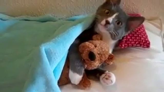 Кот обнимает игрушку