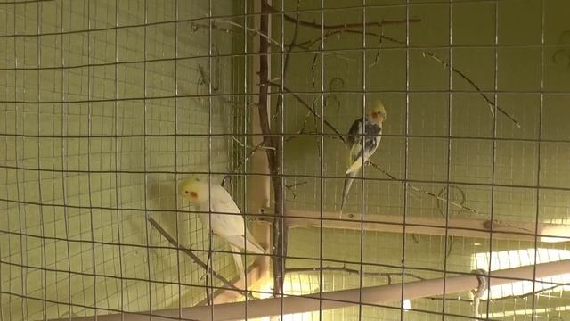 Линька у попугаев корелла. Попугай линяет. смотреть онлайн