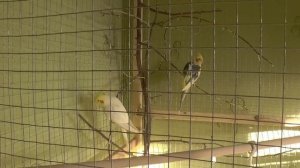 Линька у попугаев корелла. Попугай линяет.