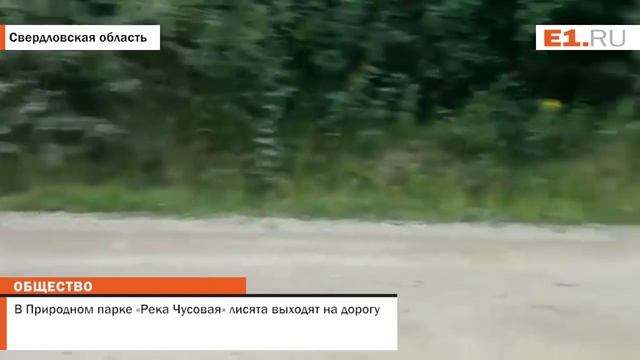 В Природном парке "Река Чусовая" лисята выходят на дорогу смотреть онлайн
