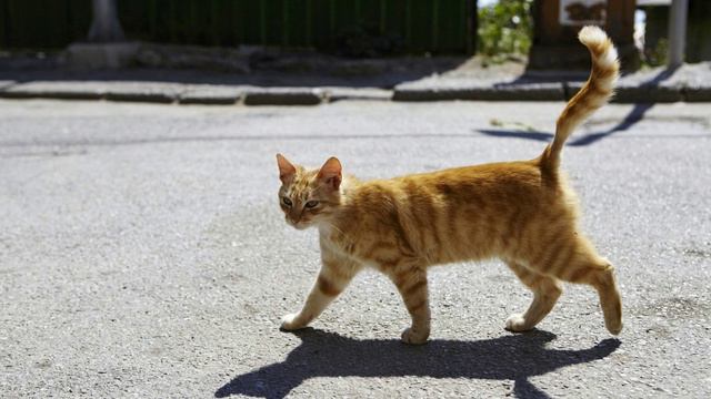 Кошка бегает в туалет каждую минуту