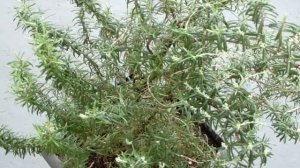 Rosmarinus Officinalis - Rosemary Plant