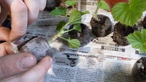 Выращивание Герань на продажу!  черенкованием (пересадка таблеток в горшки)бизнес идея