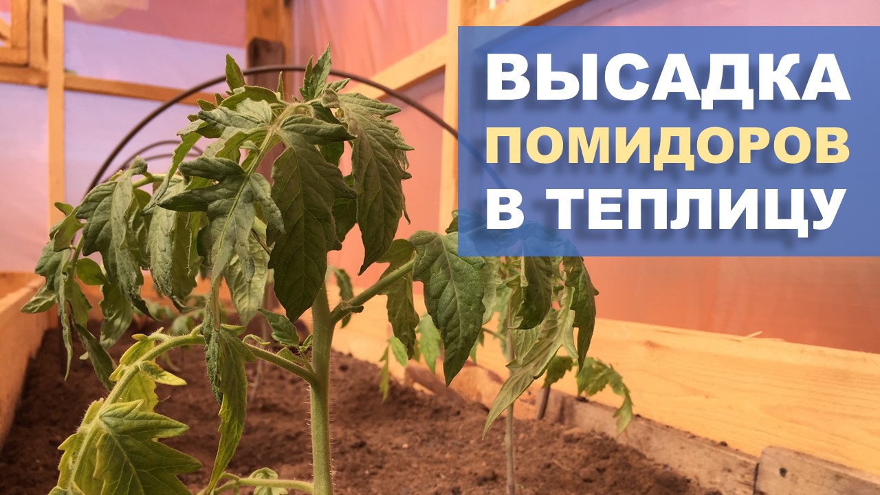 Высадка томатов в теплицу смотреть онлайн