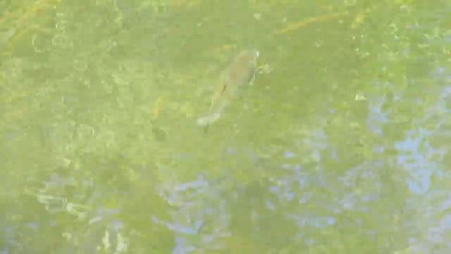 Голавль. Боровая у Щедрищево. смотреть онлайн