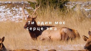Як олень прагне до потоків (Пісні хвали). Как олень ищет путь.(Укр.)