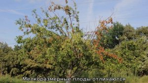 Сохнет груша — что делать