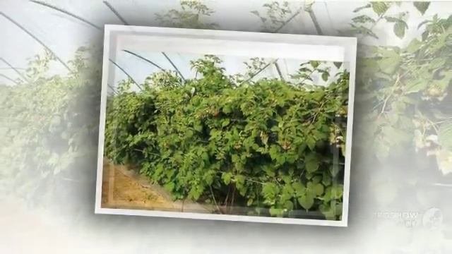 Выращивание_малины. Как_правильно_ухаживать_за_малиной.