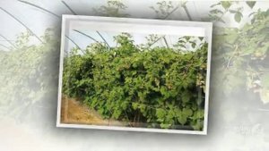 Выращивание_малины. Как_правильно_ухаживать_за_малиной.