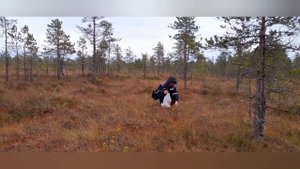 один на болоте. кузнецовское озеро