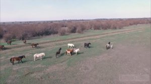 Коп в Астраханских степях.