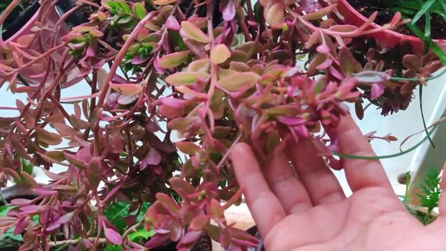 My pursalane plant looking beautiful in the rainy season