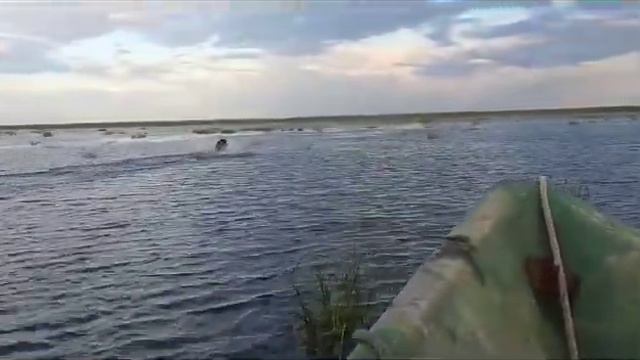 Кабан на Астраханских раскатах привел в восторг рыбаков! смотреть онлайн
