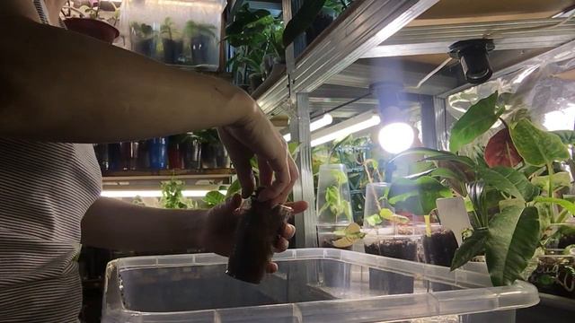 Мои домашние растения 🪴 часть 1 смотреть онлайн