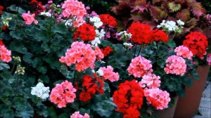 Pink Red and White Geraniums