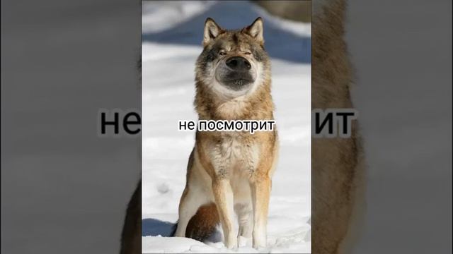 #волк #цитаты