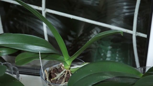 Мои орхидеи в конце ноября (фаленопсисы) смотреть онлайн