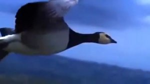 "КРИК ЖУРАВЛЕЙ "  ИГОРЬ АШУРОВ