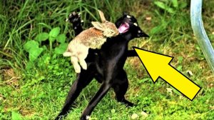 Это надо видеть! Уникальные кадры, которые повезло снять на камеру!