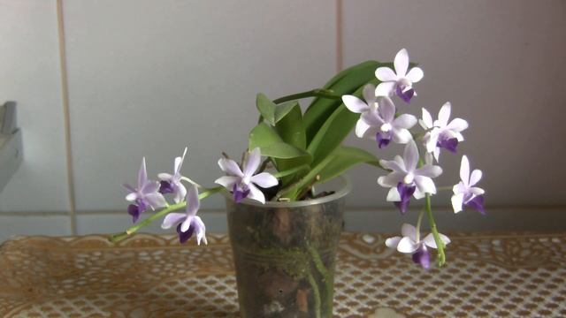 Полный роспуск орхидеи Сапфир (D. Tzu Chiang Sapphire)