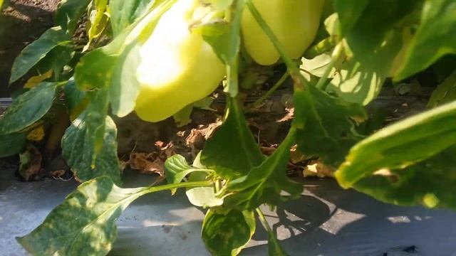 LS 13110 F1 семена перца сладкого (Lucky Seed ) смотреть онлайн