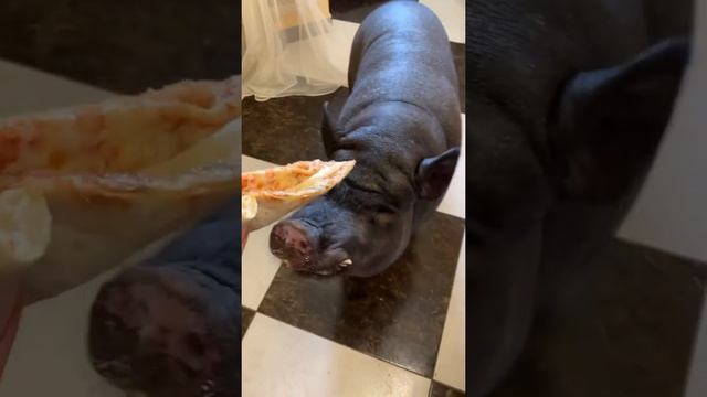 Кабан ест пиццу смотреть онлайн