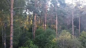Тверская область. 🌳