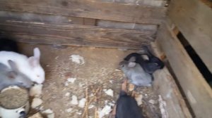 Кролики в яме эксперимент возраст 1.5 -2 месячные