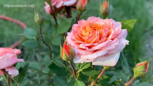 1 чайная ложка в Июле и все цветы усыпаны бутонами! Уникальная подкормка для всех цветов. смотреть онлайн