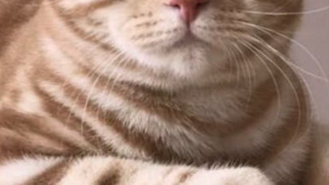 Британец , особый окрас, мой Оскар?Котята британцы, Британец золотого окраса,Британец в полосочку