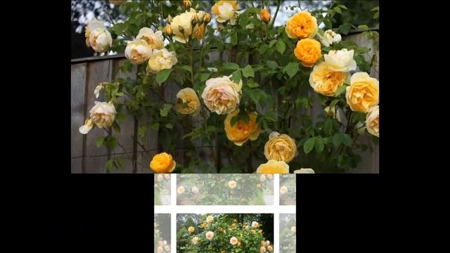 Graham Thomas Rose  David Austin смотреть онлайн