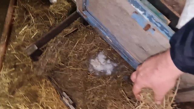 вот и появились малыши))как думаете у кого?)) смотреть онлайн