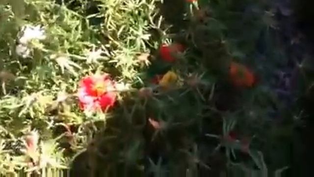 Махровые портулаки и лантана смотреть онлайн