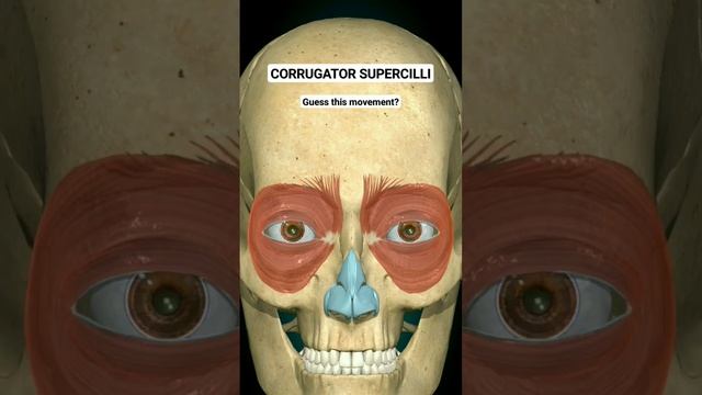 Corrugator Supercilli | Guess this Movement? #face #anatomy #corrugator #innovation