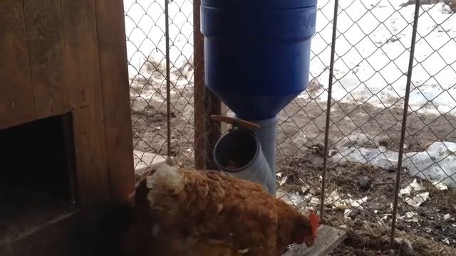 Бункерная кормушка для кур