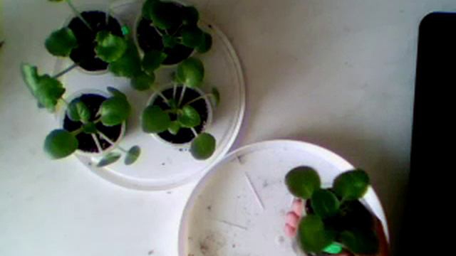 15 07 18 Проверка деток фиалок Ящик 6 смотреть онлайн