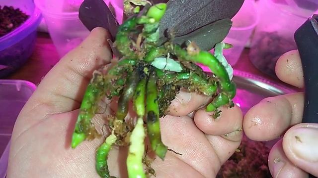 Лучшая смесь скорлупы кедрового ореха для азиатских Орхидей 1,7. смотреть онлайн