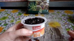 Проращивание семян кактуса безземельным способом