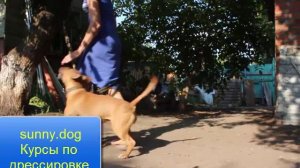 Бультерьер  глупая собака. Правда ли?