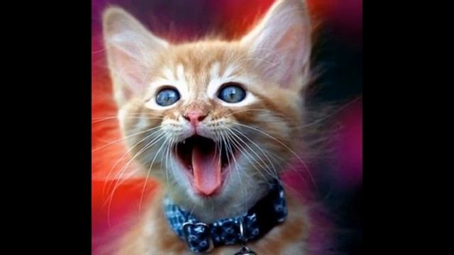Прикольные фото кошек и котов))) смотреть онлайн