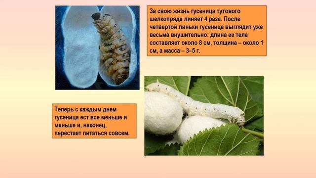 Тутовый шелкопряд биология 8 кл смотреть онлайн