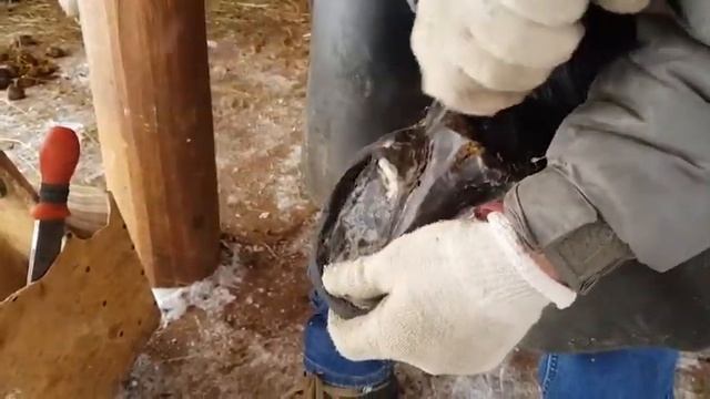 Узнаем новое, расчистка и ковка копыт