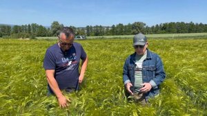 Озимый ячмень - сравнение с яровым, посеянным осенью